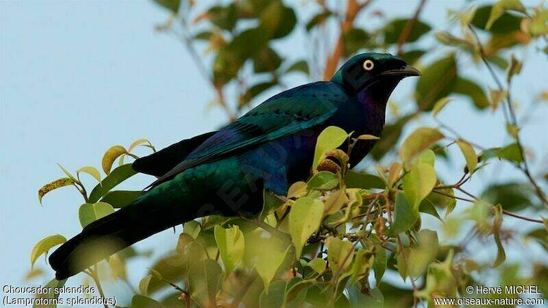 Splendid Starling - Lamprotornis splendidus - hemi210922