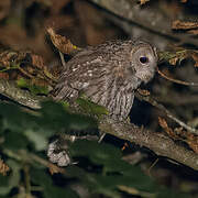 Tawny Owl