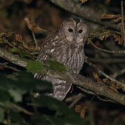 Tawny Owl