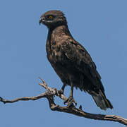 Brown Snake Eagle