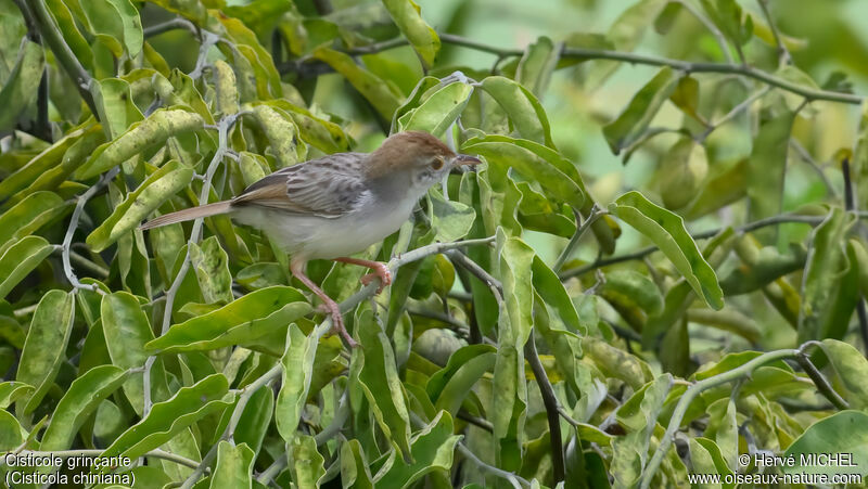 Rattling Cisticola