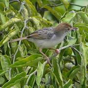 Rattling Cisticola