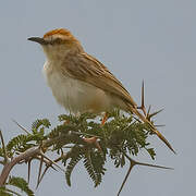 Tinkling Cisticola