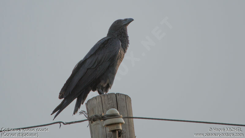 Corbeau à queue courte