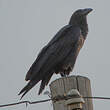 Corbeau à queue courte