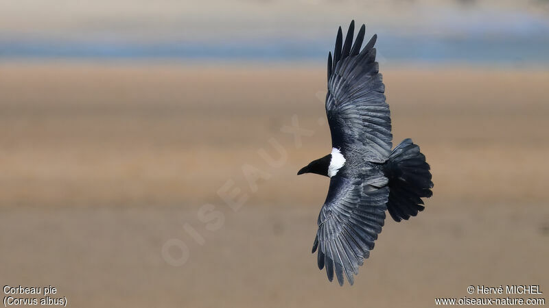 Pied Crow