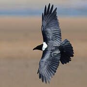 Pied Crow