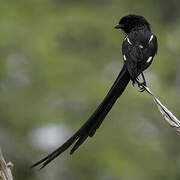 Corvinelle noir et blanc