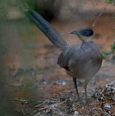 Coua à tête olive