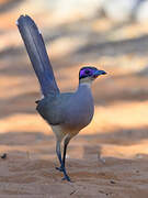 Olive-capped Coua