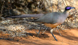 Olive-capped Coua