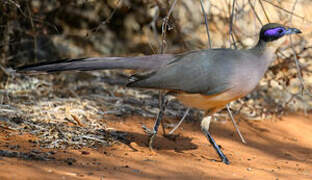 Red-capped Coua