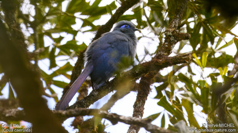 Coua bleu mâle adulte