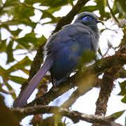 Blue Coua