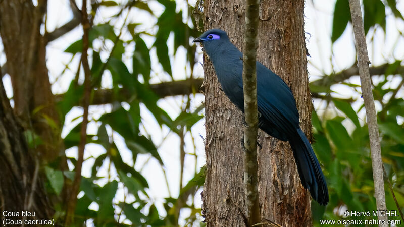 Coua bleuadulte