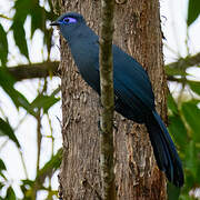 Blue Coua