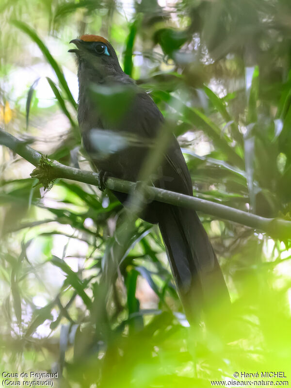 Red-fronted Coua