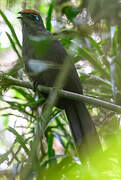 Red-fronted Coua