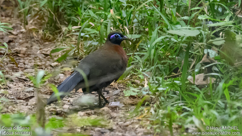 Coua de Serreadulte