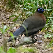 Red-breasted Coua