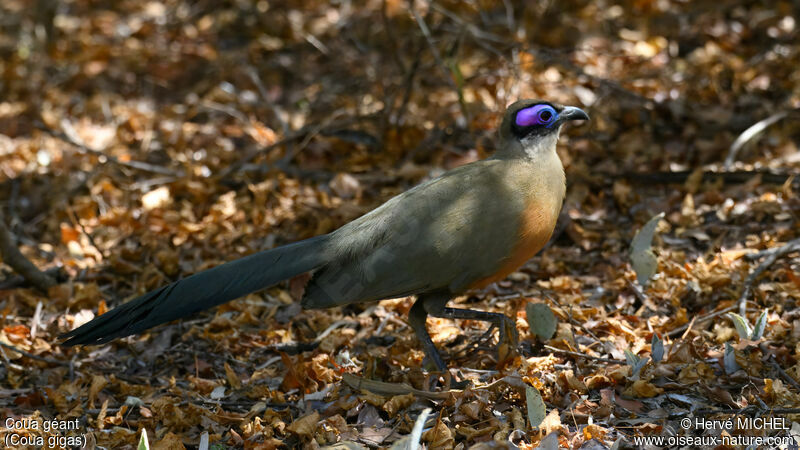 Coua géant