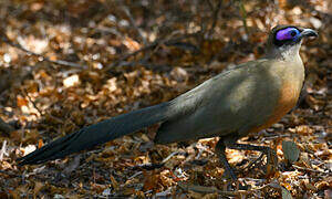 Giant Coua