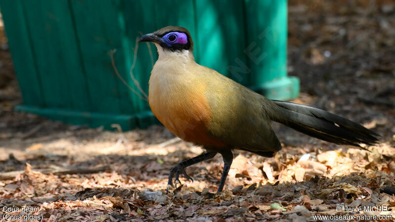 Coua géant