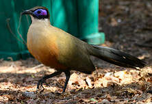 Coua géant