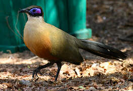 Giant Coua