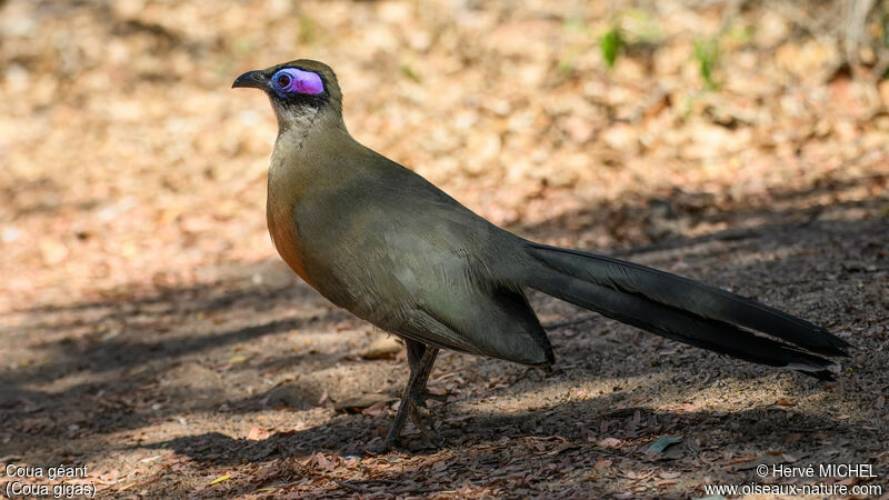 Giant Coua