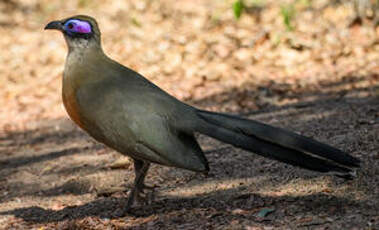 Coua géant