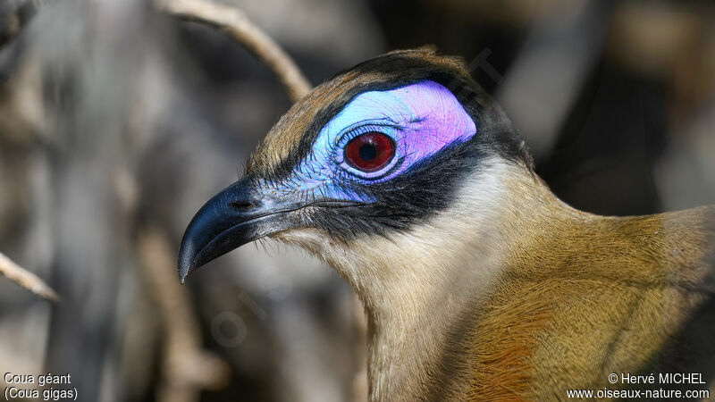 Coua géantadulte