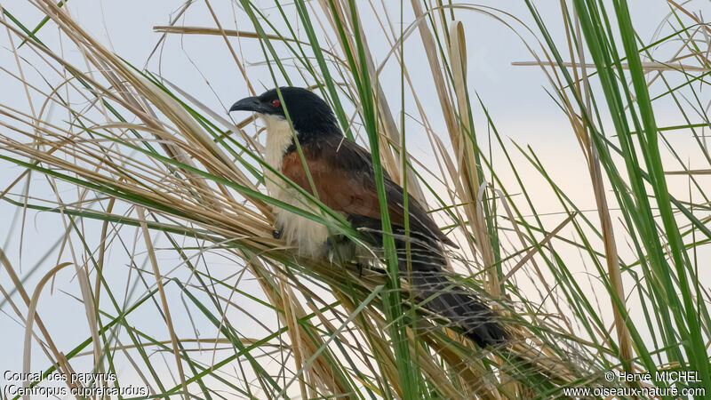 Coppery-tailed Coucal