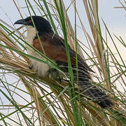 Coppery-tailed Coucal