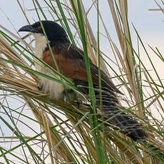 Coucal des papyrus