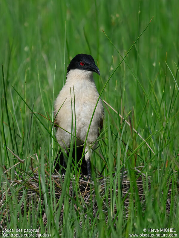 Coucal des papyrus