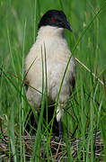 Coppery-tailed Coucal