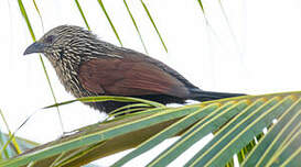 Coucal toulou