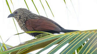 Coucal toulou