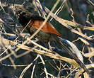 Coucal toulou