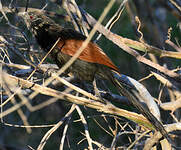 Coucal toulou