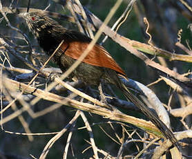 Coucal toulou