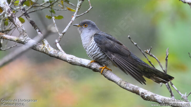 Madagascar Cuckoo male adult