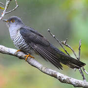 Madagascar Cuckoo