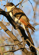 Great Spotted Cuckoo