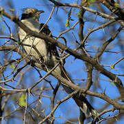 Great Spotted Cuckoo