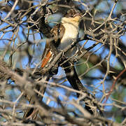 Great Spotted Cuckoo