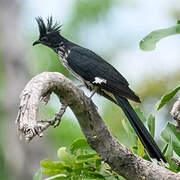 Jacobin Cuckoo