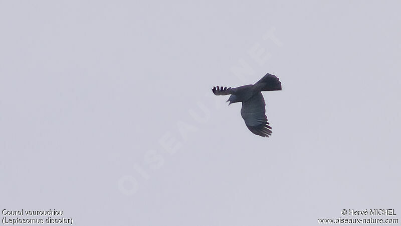 Cuckoo-rolleradult, courting display