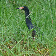 Rufous-bellied Heron